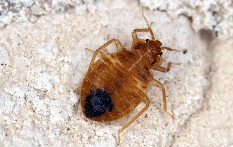 Types of pests found in residential and commercial areas