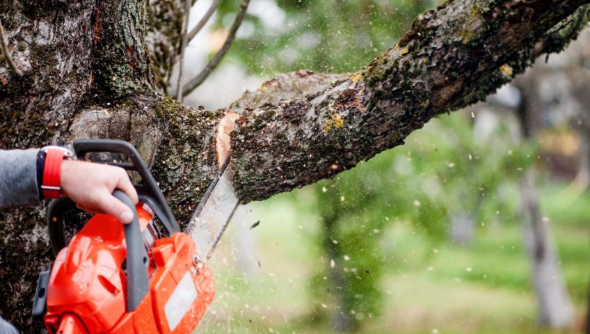 7 Amazing Benefits Of Hiring Tree Trimming Services